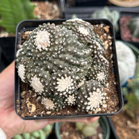 Rare Cactus, Copiapoa Tenuissima Large Cluster