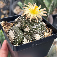 Rare Cactus, Copiapoa Tenuissima Large Cluster