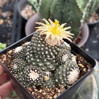 Rare Cactus, Copiapoa Tenuissima Large Cluster
