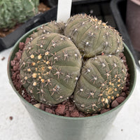 Rare Gymnocalycium Cactus: Black Spine Cluster, Easy Houseplant (4-5 heads)