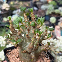 Rare Adenium Godzilla Caudex, Succulent for Your Collection