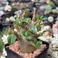 Rare Adenium Godzilla Caudex, Succulent for Your Collection