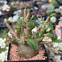 Rare Adenium Godzilla Caudex, Succulent for Your Collection