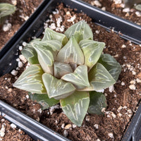 Rare Haworthia Comptoniana Green Flame