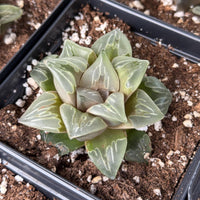 Rare Haworthia Comptoniana Green Flame