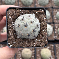 Rare Cactus, Tephrocactus Geometricus Black Spine (Single Ball cutting), Live Plant
