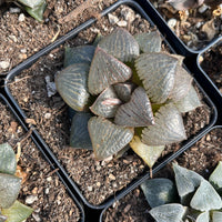 Rare Succulents - Haworthia Kaurijima (3")
