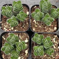 Crassula 'Buddha's Temple Cluster (2โ), Rare Succulent Plants, Crassula Exotic, Live Plant