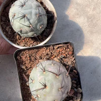 Rare Cactus, Tephrocactus Geometricus Black Spine (Single Ball cutting), Live Plant