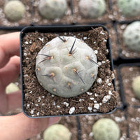 Rare Cactus, Tephrocactus Geometricus Black Spine (Single Ball cutting), Live Plant