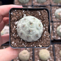 Rare Cactus, Tephrocactus Geometricus Black Spine (Single Ball cutting), Live Plant