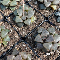 Rare Succulents - Haworthia Kaurijima (3")