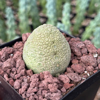 Rare Succulents - Pseudolithos Migiurtinus 2”, Live Plant