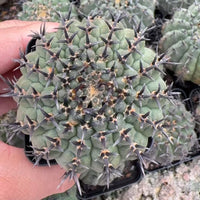 A close-up image of a cactus plant with numerous sharp spines, held in someone's hands.