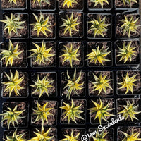 Rare Succulents - Haworthia varigated Limifolia (3.5")