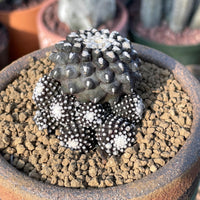 Rare Cactus, Copiapoa Tenuissima, Live Plant, Collectible