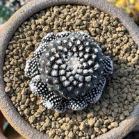 Rare Cactus, Copiapoa Tenuissima, Live Plant, Collectible
