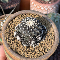 Rare Cactus, Copiapoa Tenuissima, Live Plant, Collectible