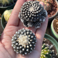Rare Cactus, Copiapoa Tenuissima, Live Plant, Collectible