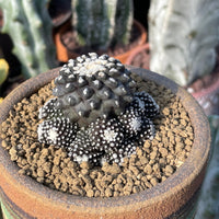 Rare Cactus, Copiapoa Tenuissima, Live Plant, Collectible