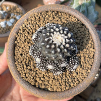 Rare Cactus, Copiapoa Tenuissima, Live Plant, Collectible