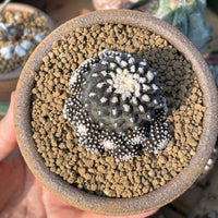 Rare Cactus, Copiapoa Tenuissima, Live Plant, Collectible
