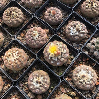 Copiapoa Hypogaea Rare Cactus, Unique Plant for Perfect Gift Collections