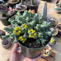 Rare Euphorbia - Euphorbia clivicola (5.5” pot)
