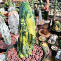 Rare Cactus - Myrtillocactus Geometrizans Fred variegated