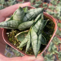 A person's hand holding a small red pot containing several green, spiky leaves with a mossy, natural-looking soil bed.