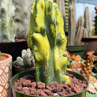 Rare Cactus - Myrtillocactus Geometrizans Fred variegated
