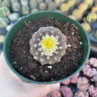Rare Cactus - Copiapoa Hypogaea