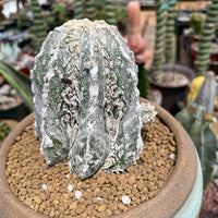 Rare Cactus - Astrophytum Myriostigma cv. onzuka Fukuryu