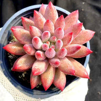 A close-up image of a pink succulent plant with numerous small, pointed leaves arranged in a circular pattern.