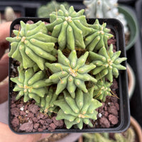 Live Plant, Ferocactus Glaucescens Cluster, Rare Cactus