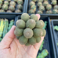 Rare Cactus - Rebutia Heliosa cluster