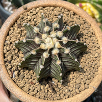 Rare Cactus - Gymnocalycium Mihanovichii LB2178