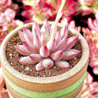 A pink succulent plant with numerous small leaves is displayed in a green and brown striped pot, set against a background of pink and green flowers.