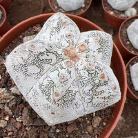 A close-up image of a white, spotted cactus plant in a red pot, surrounded by other similar pots.