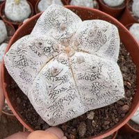 A close-up image of a white, spotted cactus plant in a red pot, with other similar plants visible in the background.