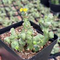 Rare Euphorbia - Euphorbia Clivicola