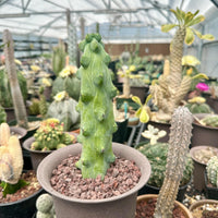 Rare Boobie Cactus, Myrtillocactus Geometrizans cv. Fukurokuryuzinboku 10”+