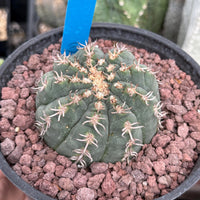 Live Plant - Rare Cactus, Gymnocalycium Spegzzinii var. Unguispinum (6)