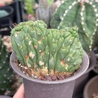 Rare Cactus, Eulychnia Crastanea Crested (1)