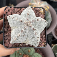 Rare Cactus, Astrophytum Onzuka (4”), Live Plant, WYSIWYG (2)