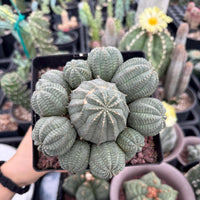 Rare Euphorbia, Euphorbia Obesa Large Cluster (2) On the graft