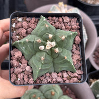 Live Plant, Astrophytum Myriostigma cv. Kikko, 3" Seed Grown, Rare Cactus