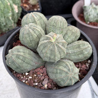 Rare Euphorbia, Euphorbia Obesa Large Cluster (2)