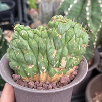Rare Cactus, Eulychnia Crastanea Crested (1)