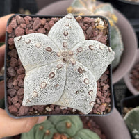 Rare Cactus, Astrophytum Onzuka (4”), Live Plant, WYSIWYG (2)